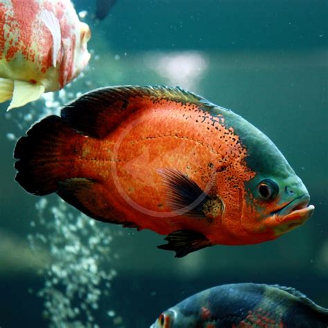 huge oscar fish|Oscar Fish: Vet.